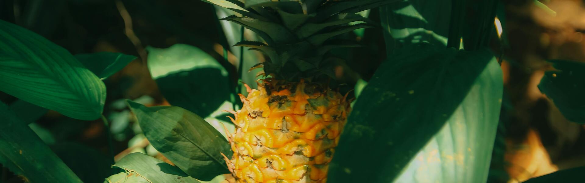 Header Image